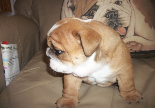 Trained English Bulldog Puppy For Sale