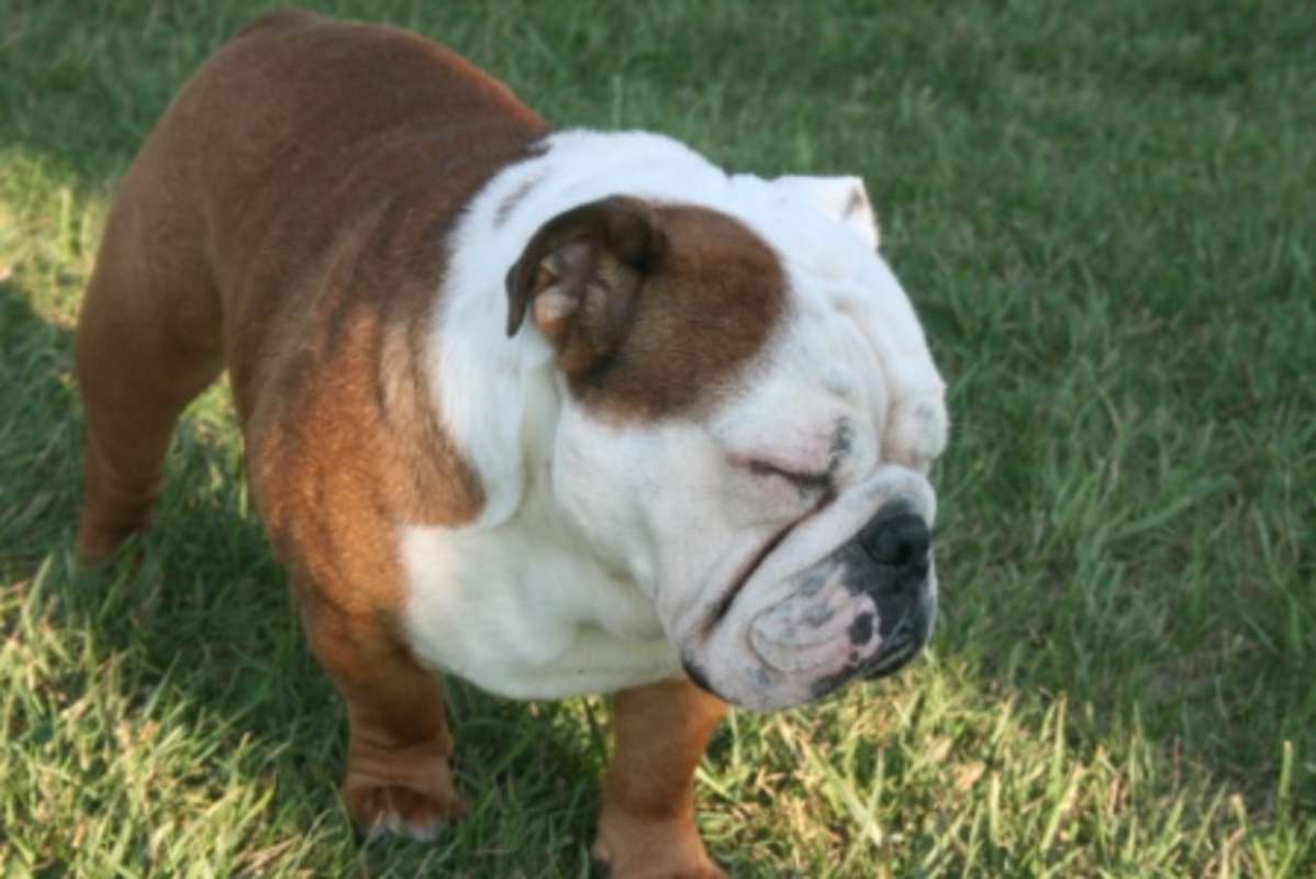 Adorable English Bulldog Puppy For Sale