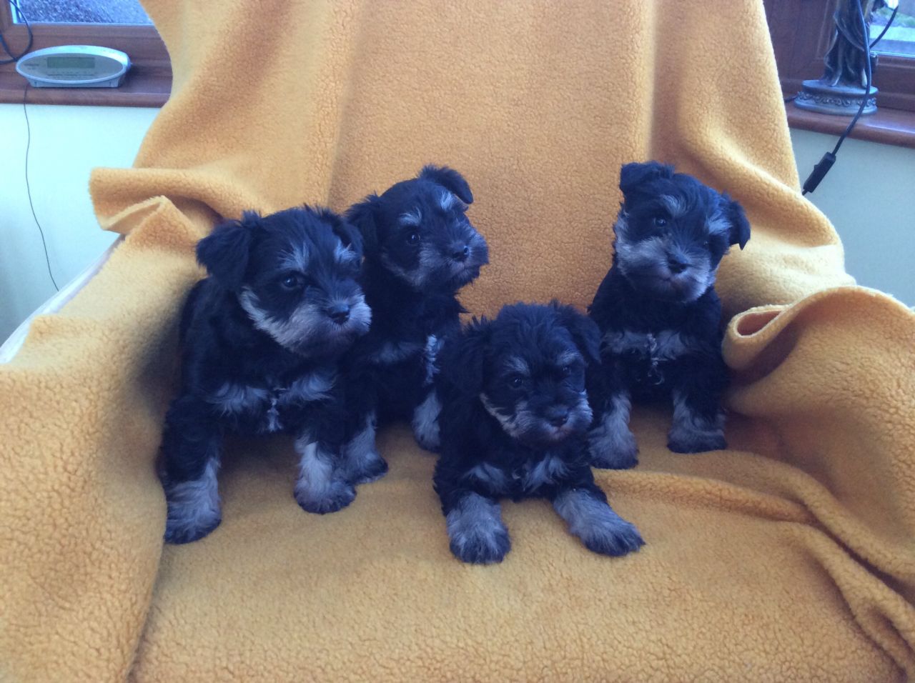 Good looking Male and Female schnauzer puppies for Adoption.
