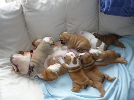 Male and Female English bulldog puppies for adoption,