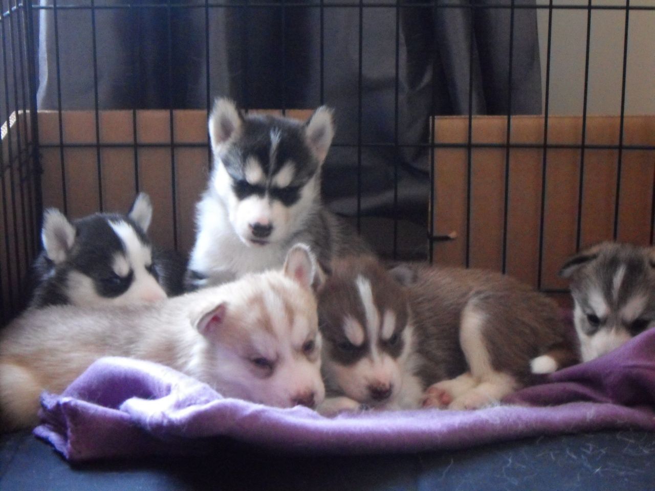Black and white Siberian husky puppies ready for sale now