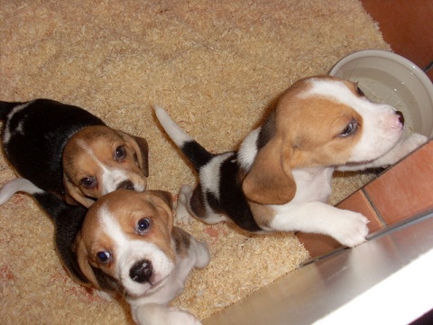 PUPPIES FOR BEAGLE