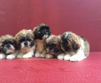 4 puppies shih tzu 