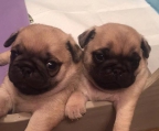 Pug Puppies Of High Quality