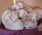 Beautiful, strong and soft Weimaraner puppies. Already weighed 3,9kg at 4 weeks