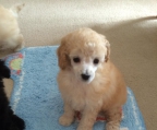 toy poodles for sale
