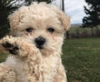 miniature poodle, 100% pure Breed