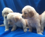 4 Golden Retriever males and females