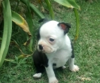 pup Boston Terrier for sale