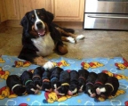 pups bernese for sale