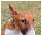 3 puppies for sale Bull Terrier
