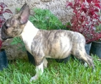 Search Breed Dog Bull Terrier