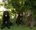 Dogs Newfoundland for sale