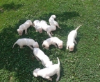 7 Puppies Dogo Argentino sale