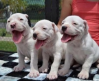 3 Dogo Argentino for sale
