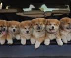 Puppies for sale, breed Akita Inu