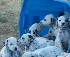 Dogs breed Dalmatian Price