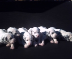 5 Puppies Dalmatian, males and females