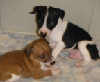couple puppies sale Greyhound