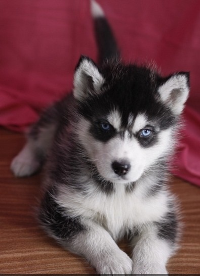 Cute and lovely Male Siberian Husky puppy for adoption to any love home.