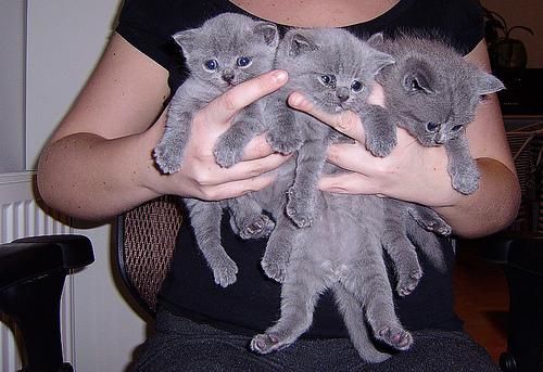 Beautiful British short hair kittens for adoption