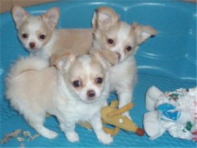 smooth coated Chihuahua puppy\′s