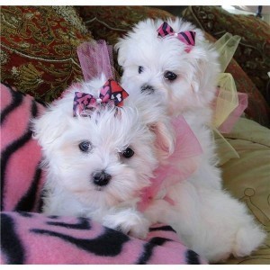 Maltese puppies for free adoption