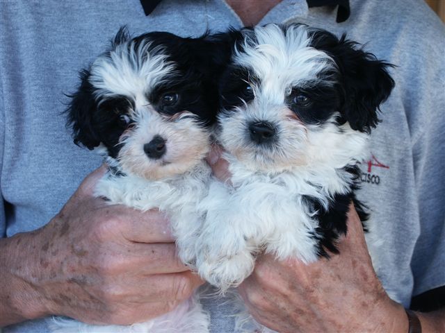 Havanese Puppies for good home