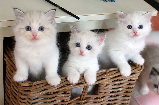 Cute male and female persian kittens
