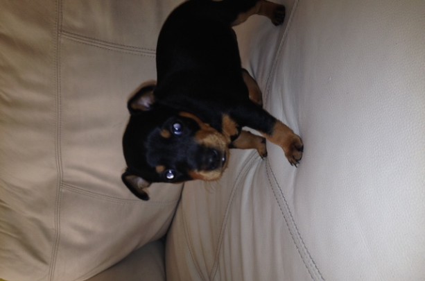 Black And Tan Miniature Pinscher For Sale