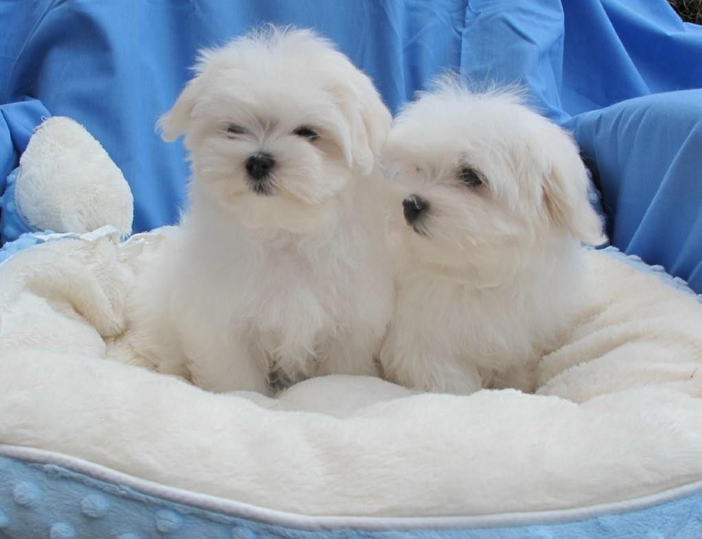 Maltipoo Puppies