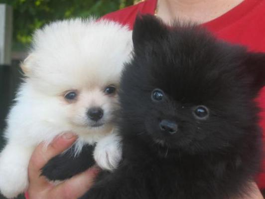 Pomeranians males and females for adopcion