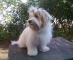 havanese, 3 males and 2 females, ask price