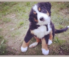 Find the perfect Bernese Mountain Dog puppy