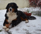 small breeder of Bernese Mountain dogs 