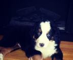 female Bernese mountain dog 2.5 months old
