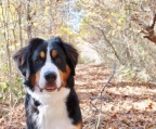 8 month old bernese for sale