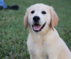 Check out these adorable golden retriever puppies