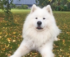 Puppies samoyed for sale
