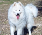 pups samoyed from Russia with excellent pedigree