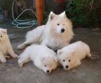 Find samoyeds in Dublin from local breeders 