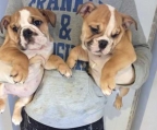 Available male and female English bulldog puppies 