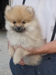 1 males and 1 female teacup pomeranian pups