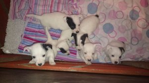 Beautiful jack russel puppies ready 