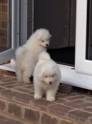Samoyed Puppies for sales