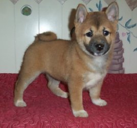 Shiba Inu Puppies for adoption 