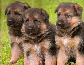 Adorable German shepherd puppies Ready Ready Now 