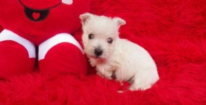 Well Trained West Highland White Terrier Puppies