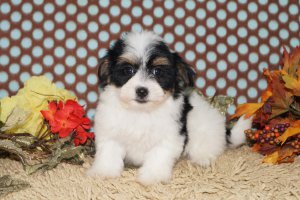  Havanese  puppies for adoption