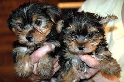 Good Looking Yorkie Puppies for sell